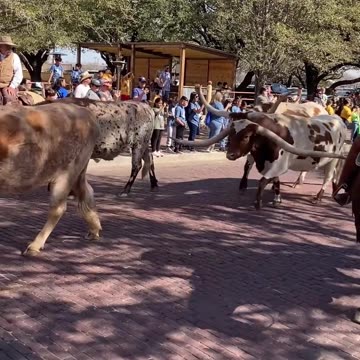 Fort Worth Stockyards Daily Cattle Drive