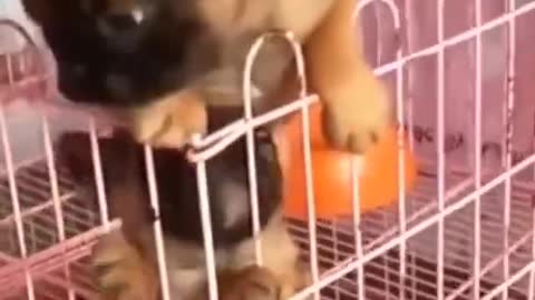 Cutest puppies in a cage :)