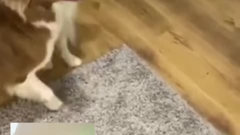 Dogs videos