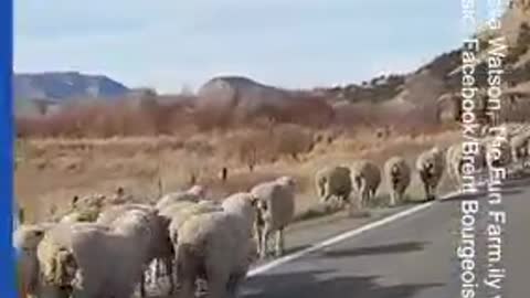 Sheep takeover the road