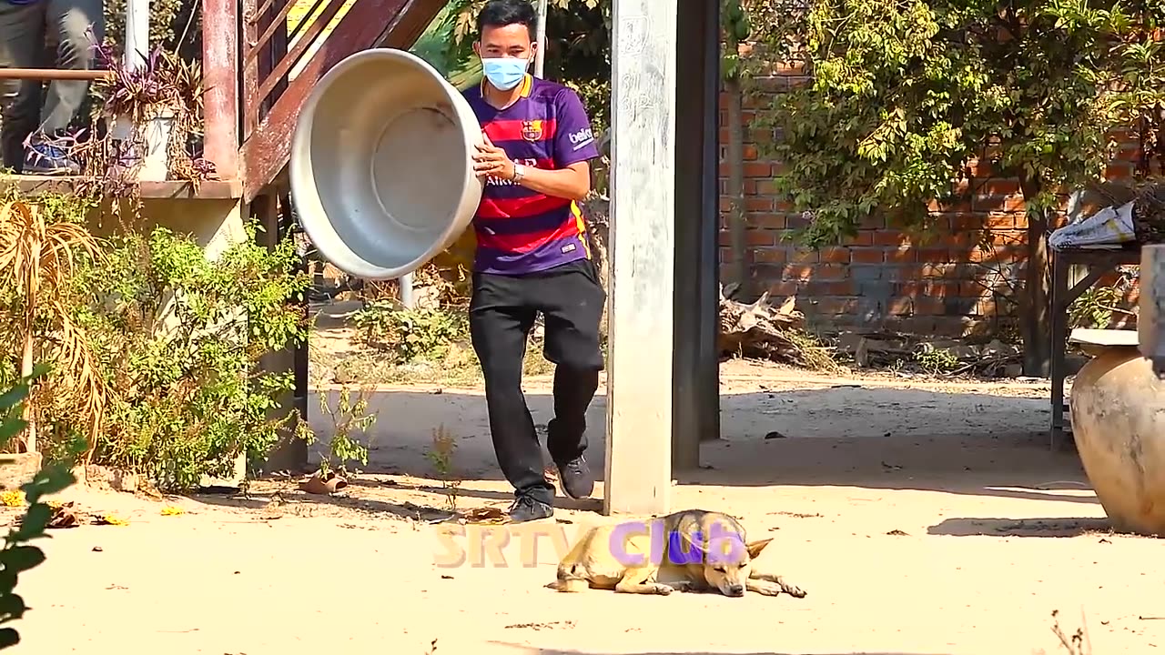 Dog vs tiger