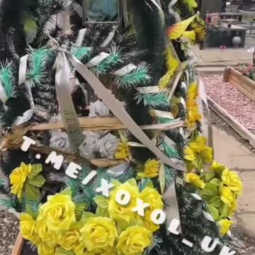 Свежие грядки укропа в Свинарии.