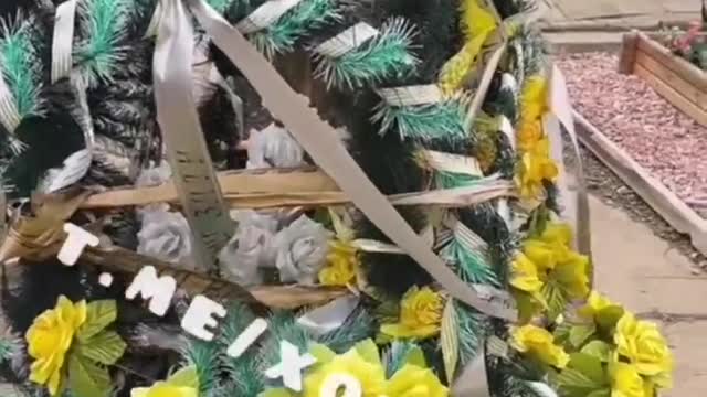 Свежие грядки укропа в Свинарии.