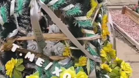 Свежие грядки укропа в Свинарии.