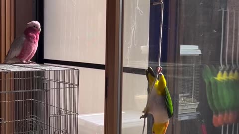 Funny parrot 🦜