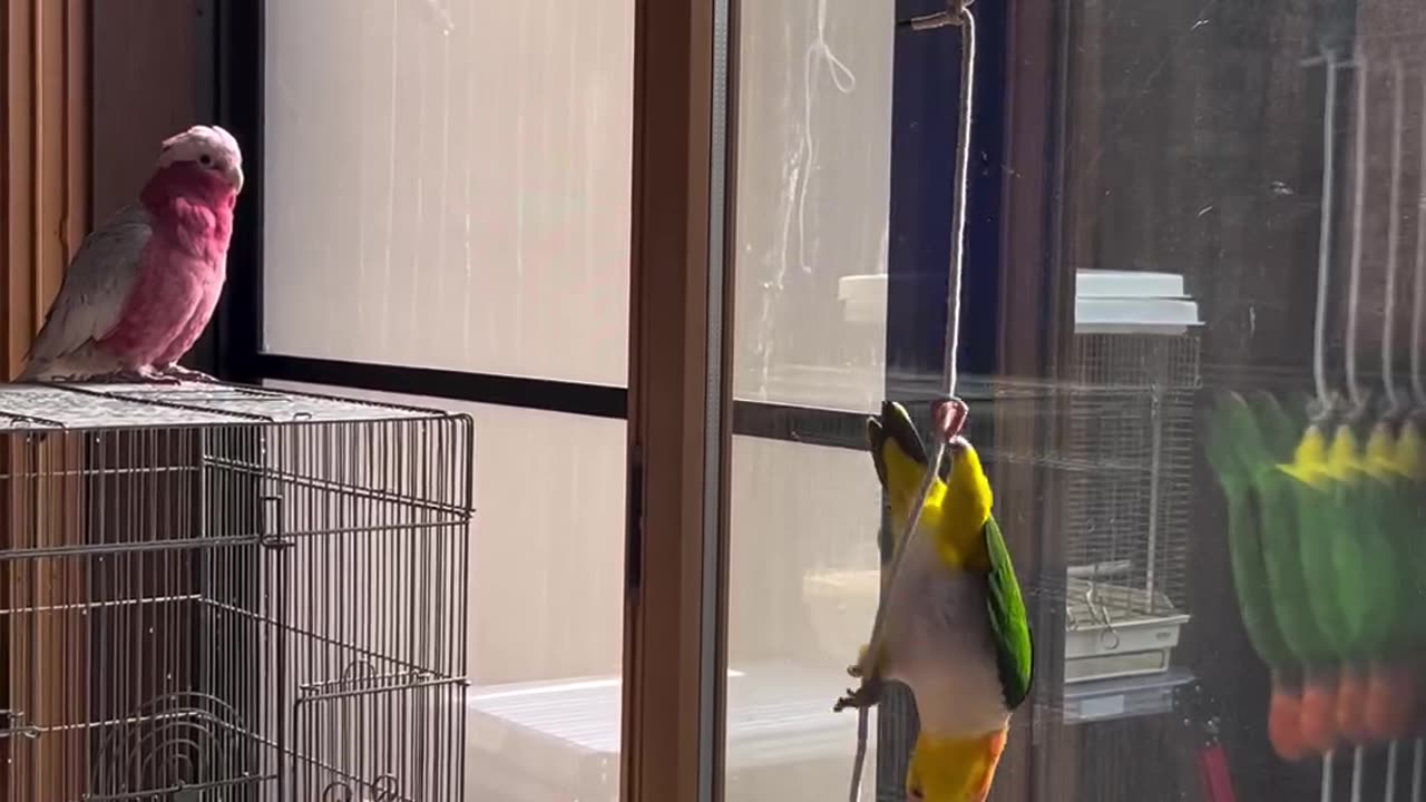 Funny parrot 🦜