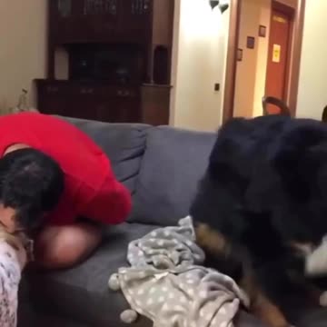 Dog are jealous- Jealous dog -dogs love-dogs