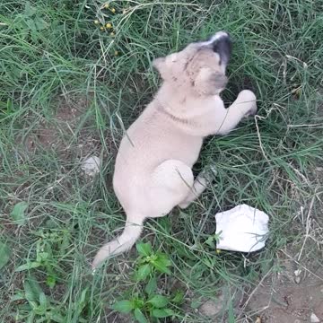 bog ggggggggggggggggggggggggggggggg