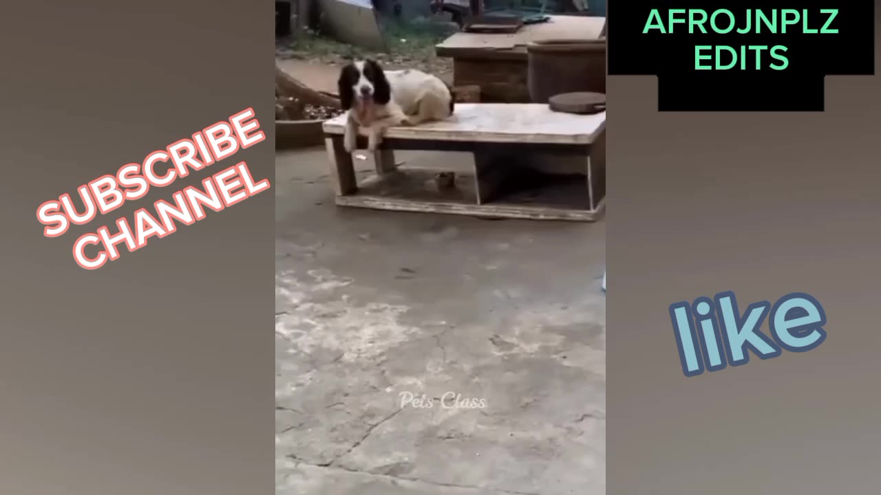 New funny vedios of dogs and other animals