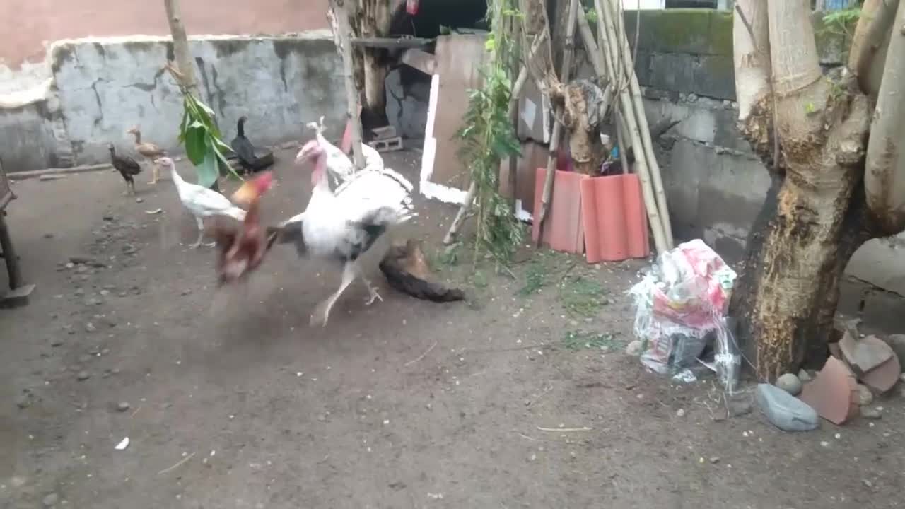 Turkey attack aseel rooster/part 1