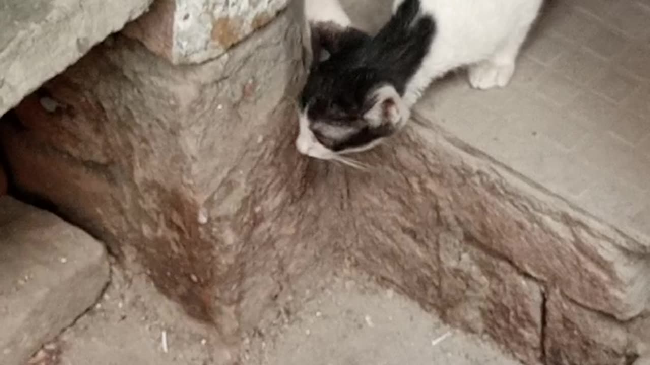 Black & white cute little cat 😍 #pakpattan#Cat #lover #America #children