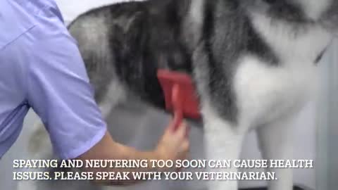 What you didn't know about female dogs - Husky groom