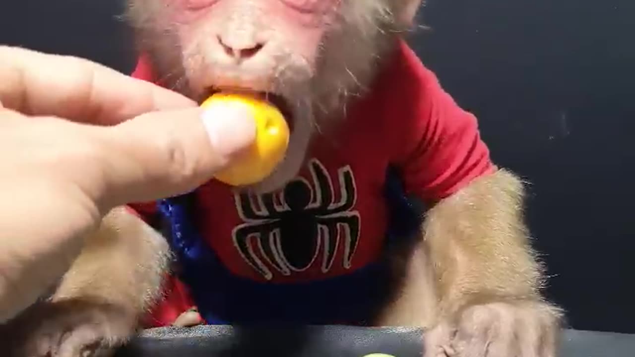 Cute Baby monkey eats Color fruits