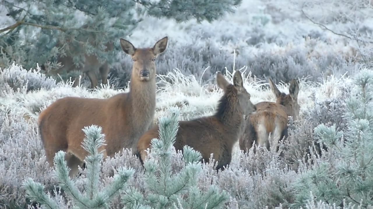 Common Deer In Winter Les Classics