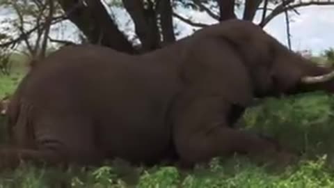 Animals Getting Drunk after eating fruits