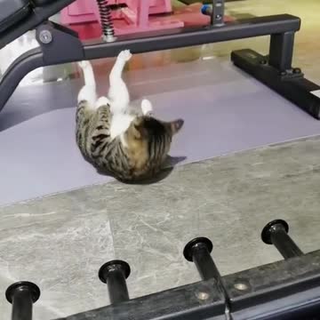 😂👉🐱💪The cat likes to play sports