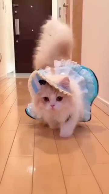 Cute kitten