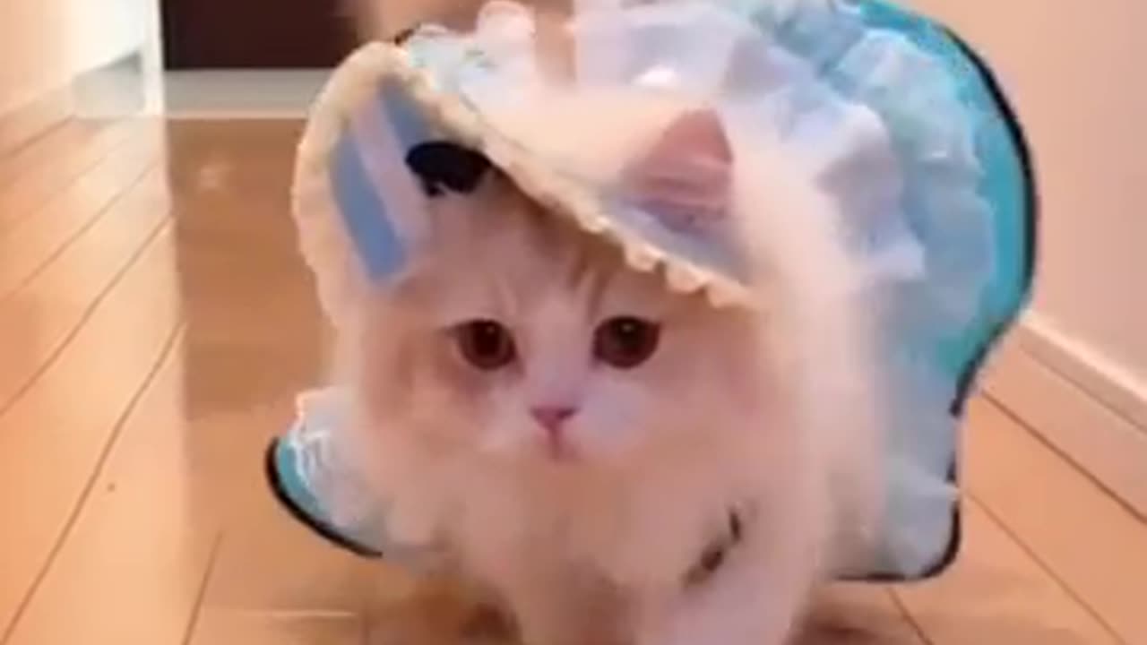 Cute kitten