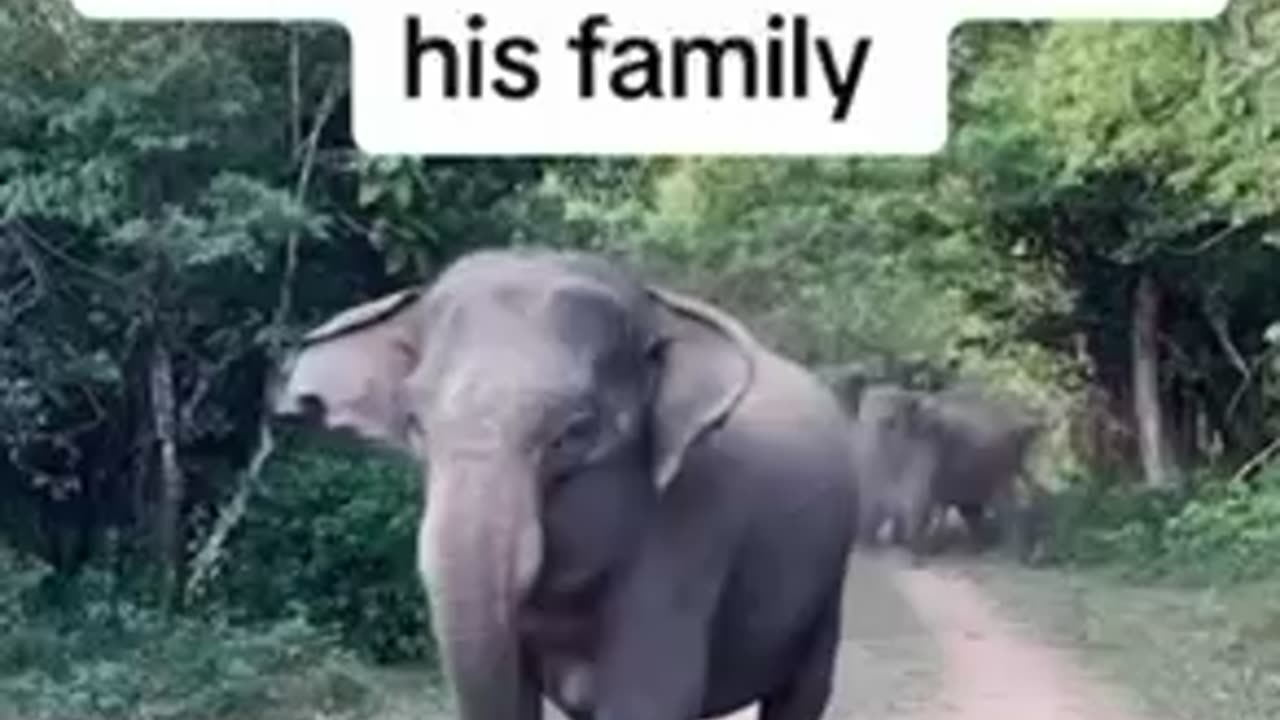 Elephant defended his family from safari tourists