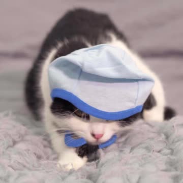 Kitten afraid of camera