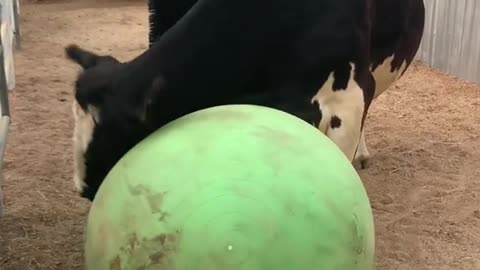 Our cow who is blind was crying out for help