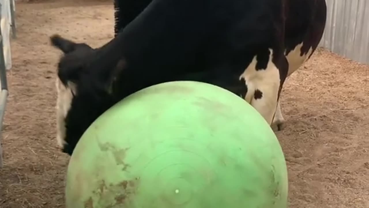 Our cow who is blind was crying out for help