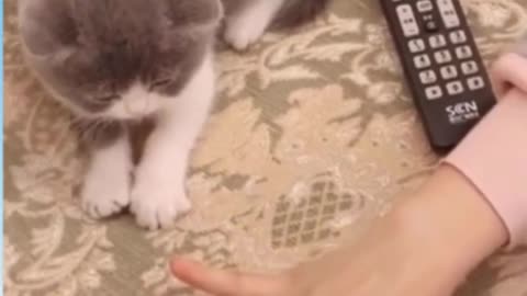 Cute cat funny videos : try not to laugh