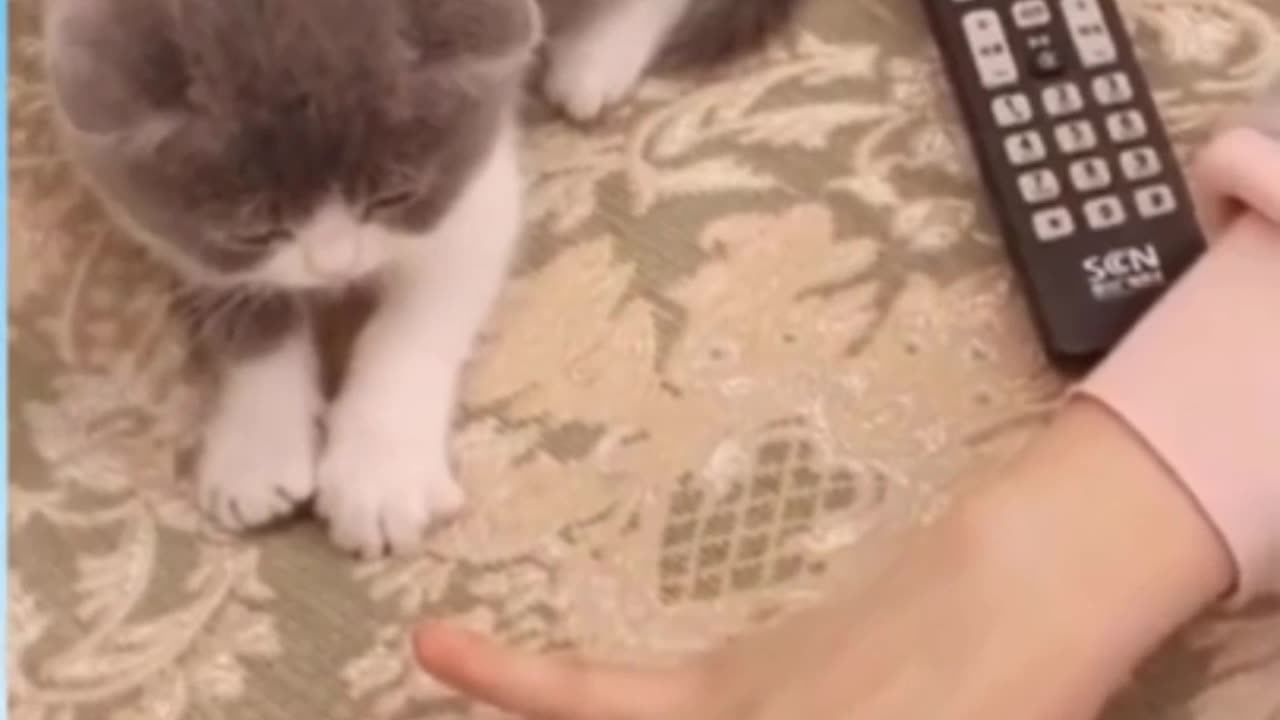 Cute cat funny videos : try not to laugh