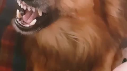 FUNNY DOG BEAUTIFUL ENGRY MOMENT 👆