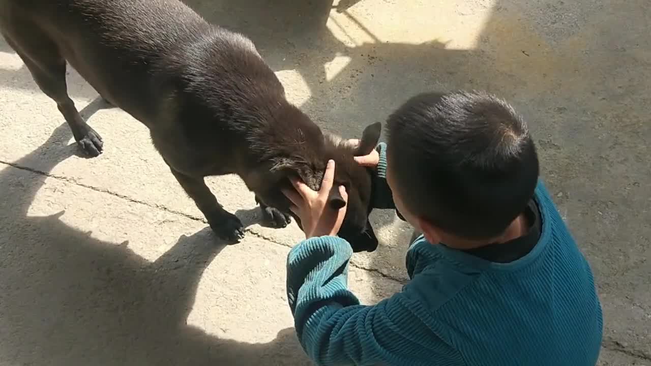 The dog doesn't want to eat your lollipop