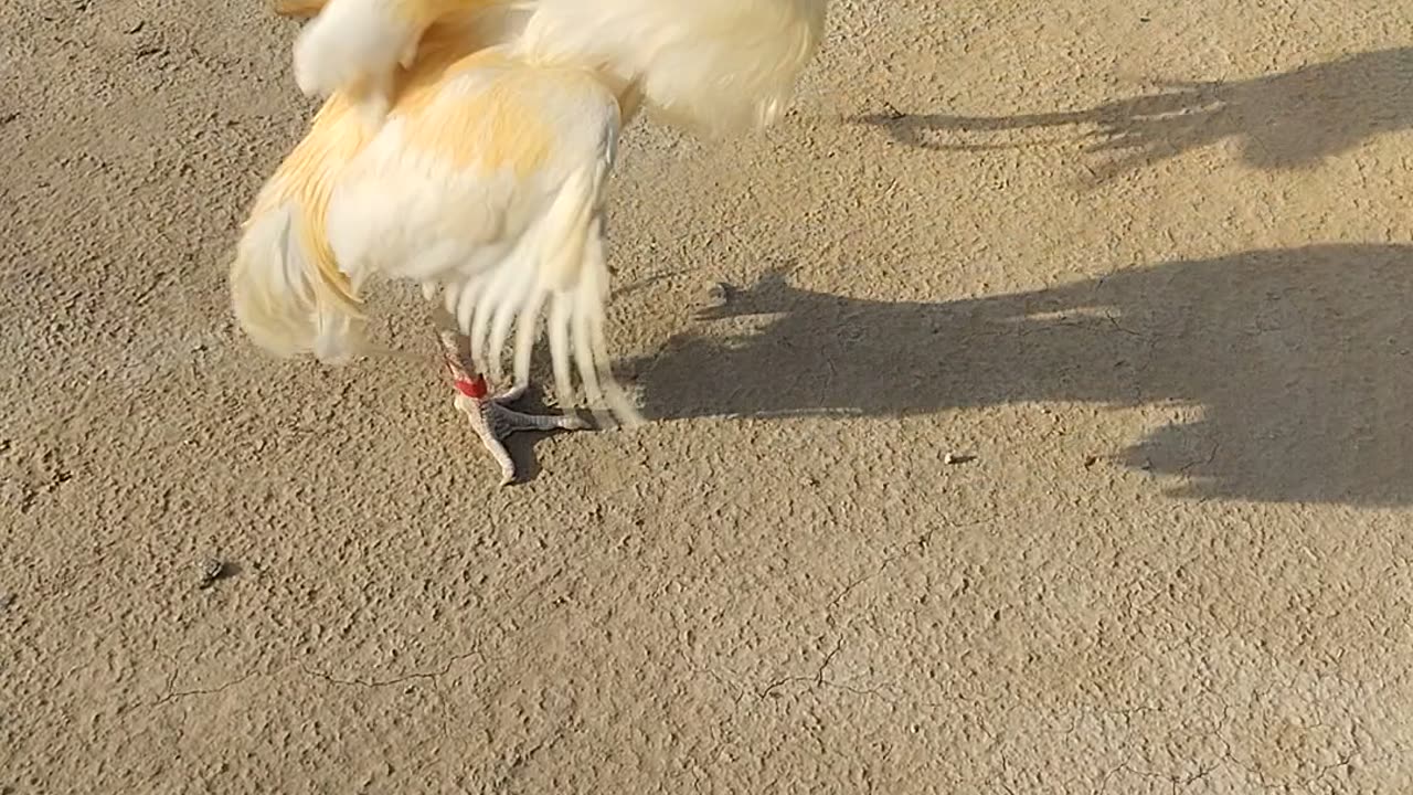 Murgh fight