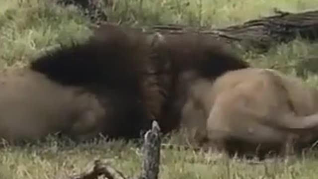 Highlights # Visual shock # Lions # Wildlife Zero distance