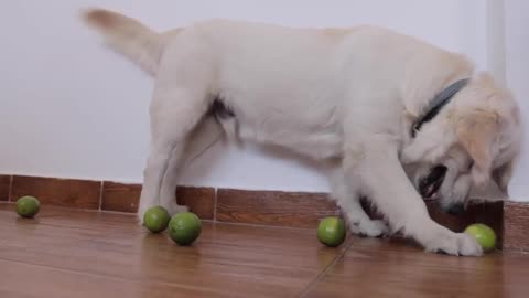 Funny Golden Retriever Dog vs Limes Funny Puppy Bailey Tries Lime