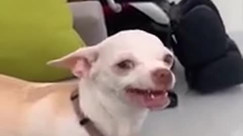 Funny video dog