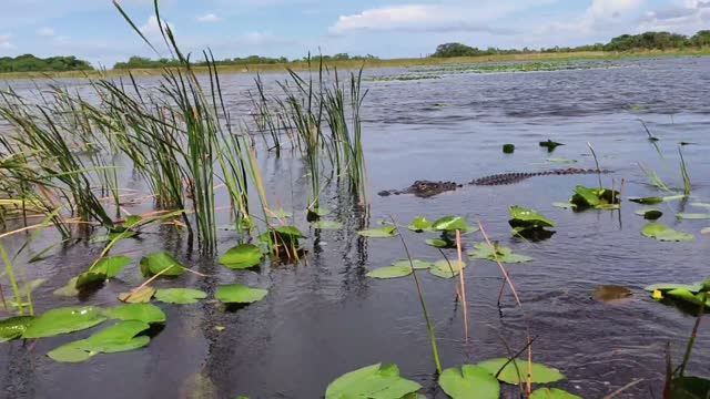 alligator trying to attack boat