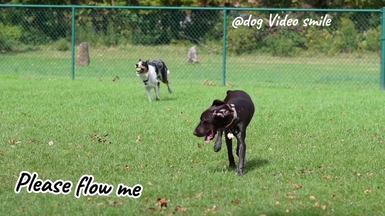 Dog video Funny dog sort video