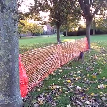 Dog Chases Toy In A Circle