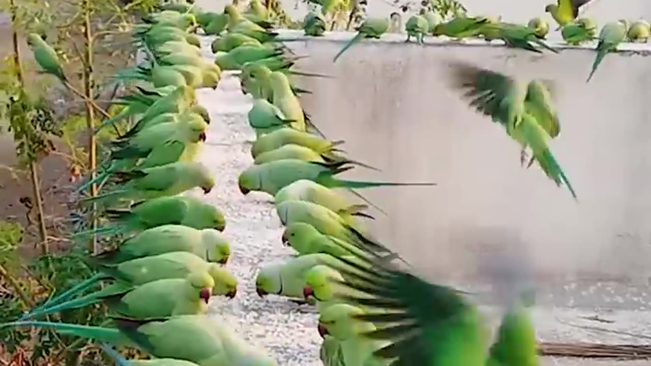 How to attract Parrots to your balcony _ Indian Wild Parrots