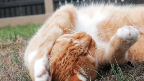 Cute Kitten Playing With Himself