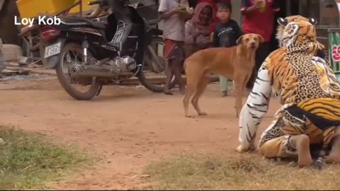 Dog funny video///dog video//New most funny videos//very funny//....