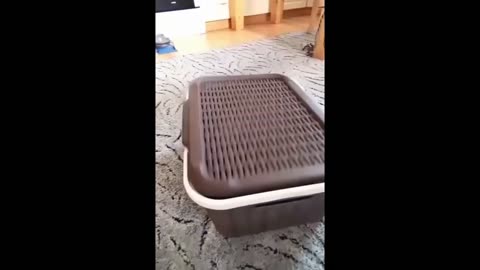 New Funny Animals Video 2023 #84