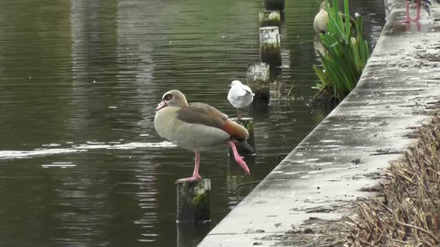 Beautiful Birds top