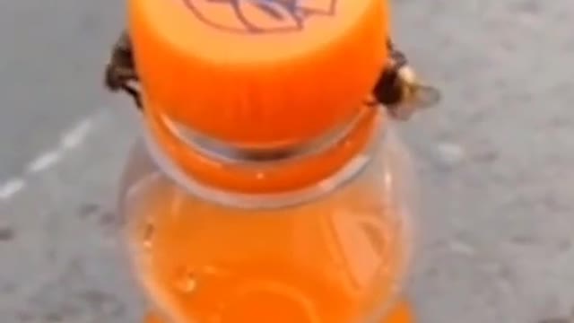 Two bees work together to open the bottle！