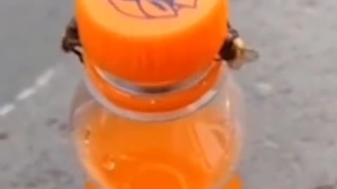 Two bees work together to open the bottle！