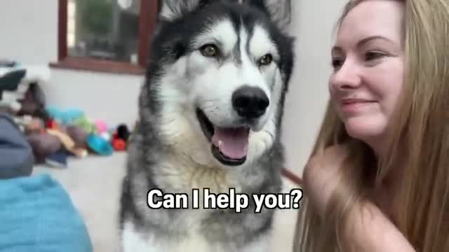 Husky Shocked When His Own BELLY Talks to Him!