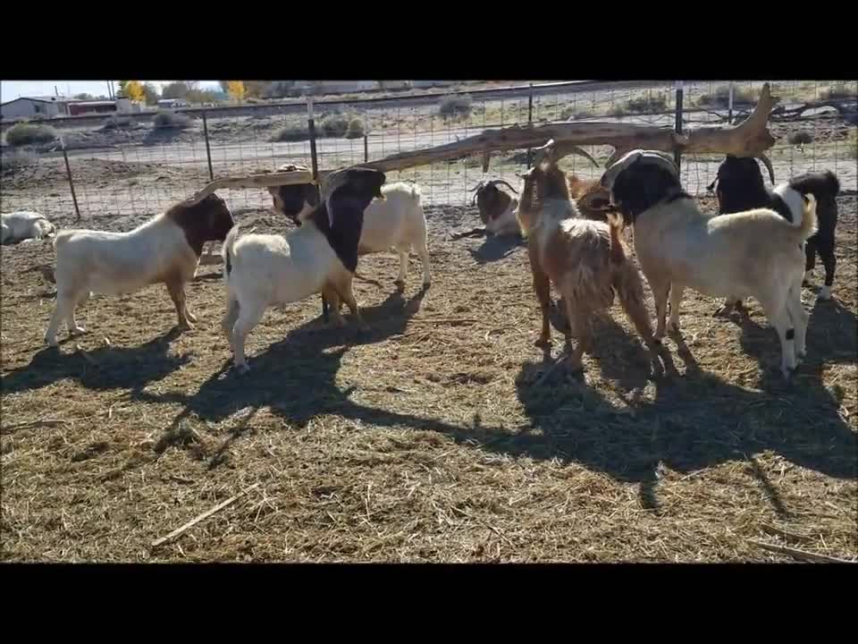 Goats Sharpening Their Horns