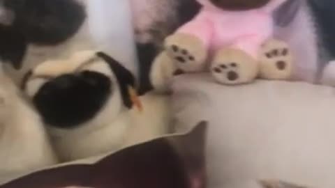 Baby dog video