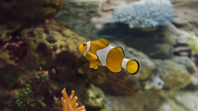 The Clown Fish Unusual Aquarium Fish