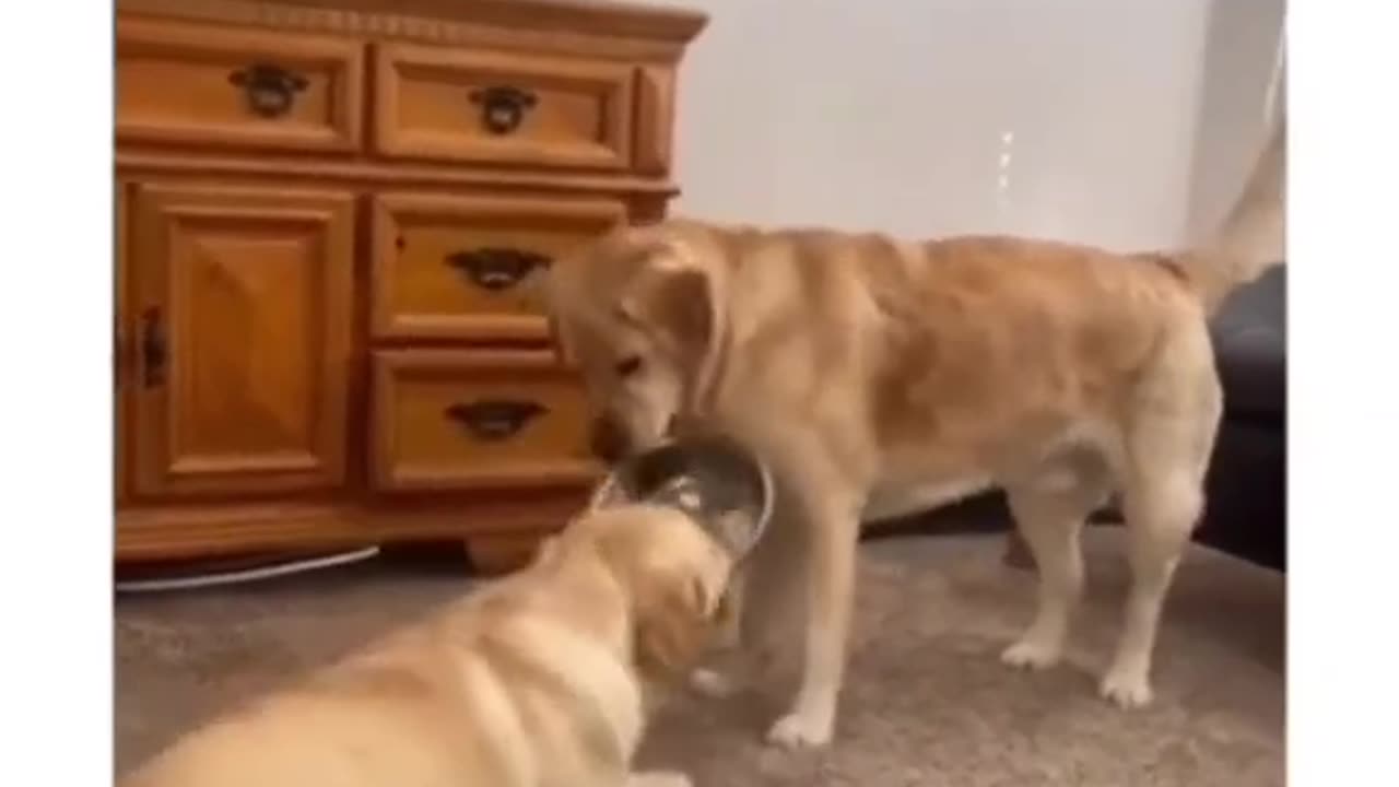 Funny pet