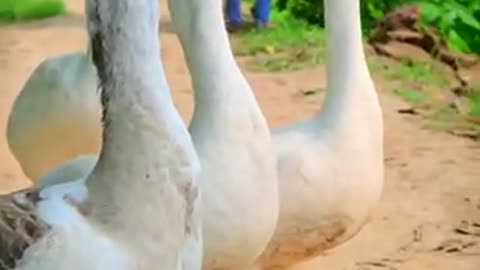 Funny videos #duck#funny